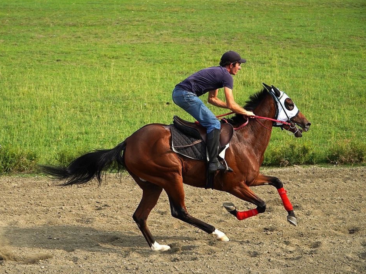 Традиции семьи Чхебелия: искусство общения с лошадьми