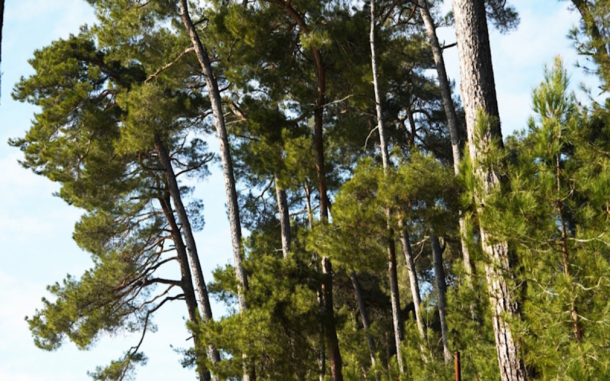 Заповедник Пицундской сосновой рощи отмечает 100-летие