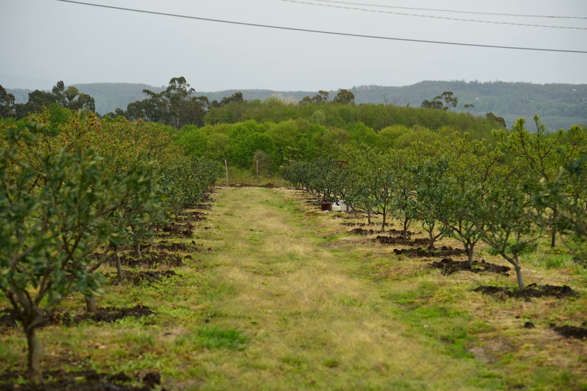 Мандариновый оазис в Кацыкыте