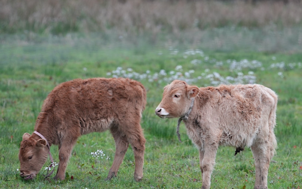 Тамыш: следуя традициям предков