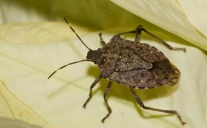 К сведению населения