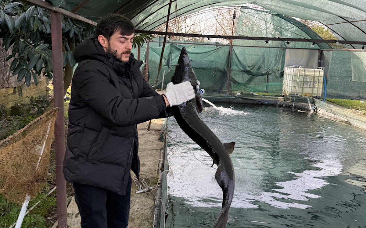 &laquo;Царская рыба&raquo; на берегах Гумисты